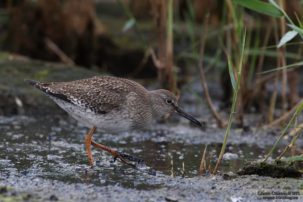 RDBENA / COMMON REDSHANK (Tringa totanus) - Stng / Close