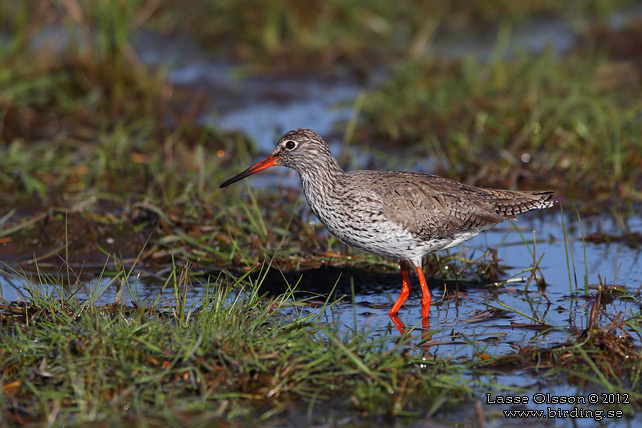 RÖDBENA / COMMON REDSHANK (Tringa totanus) - STOR BILD / FULL SIZE