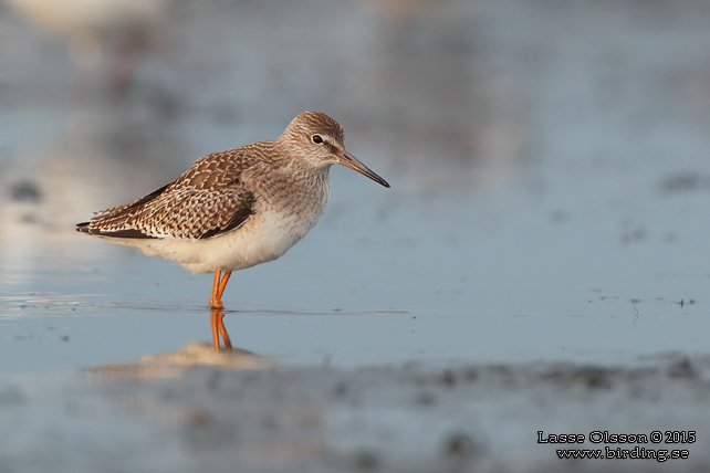 RÖDBENA / COMMON REDSHANK (Tringa totanus) - STOR BILD / FULL SIZE