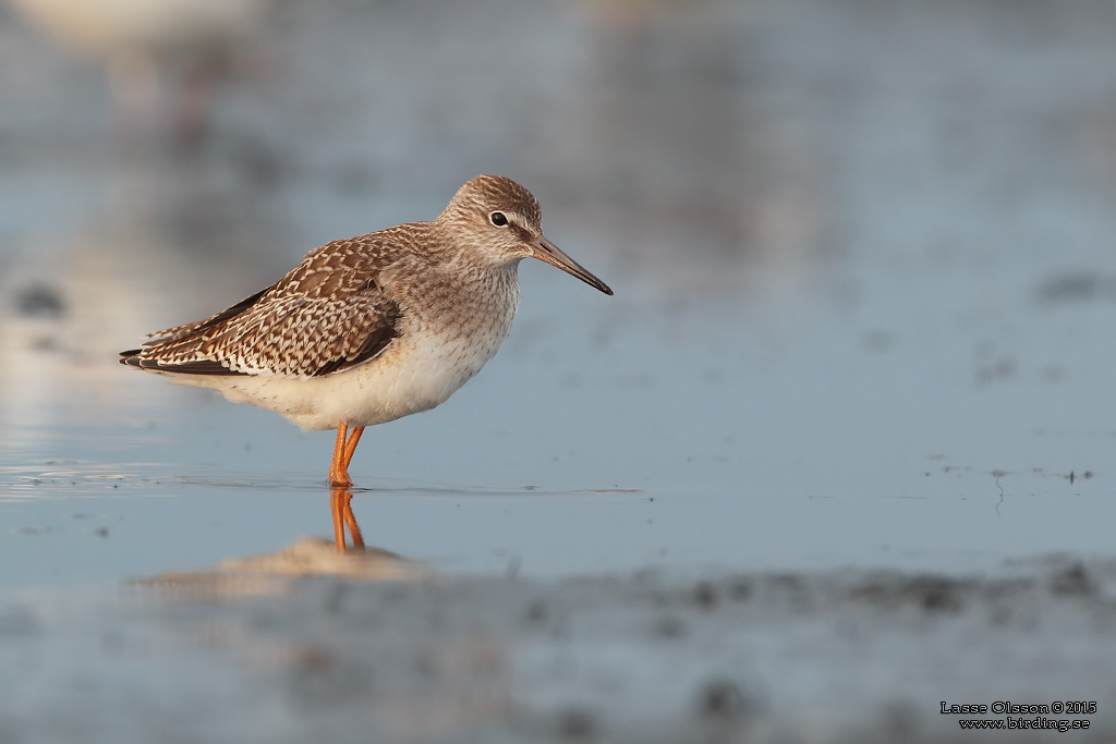 RDBENA / COMMON REDSHANK (Tringa totanus) - Stng / Close