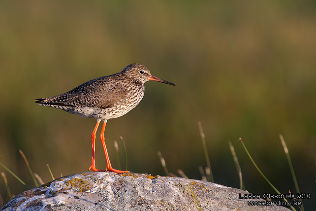 RDBENA / COMMON REDSHANK (Tringa totanus) - STOR BILD / FULL SIZE