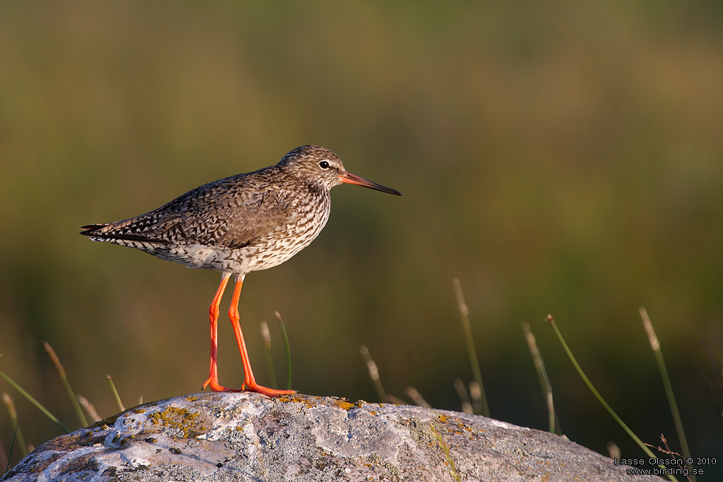 RDBENA / COMMON REDSHANK (Tringa totanus) - Stng / Close