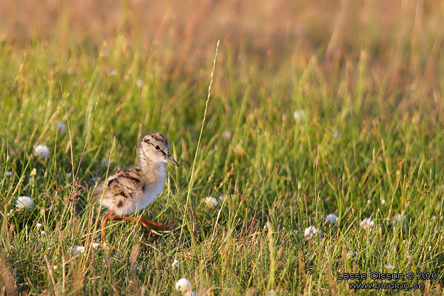 RDBENA / COMMON REDSHANK (Tringa totanus) - STOR BILD / FULL SIZE