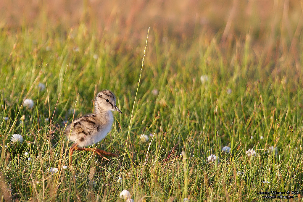 RDBENA / COMMON REDSHANK (Tringa totanus) - Stng / Close