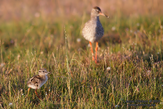 RDBENA / COMMON REDSHANK (Tringa totanus) - STOR BILD / FULL SIZE