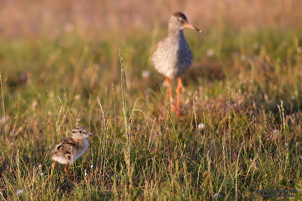 RDBENA / COMMON REDSHANK (Tringa totanus) - Stng / Close