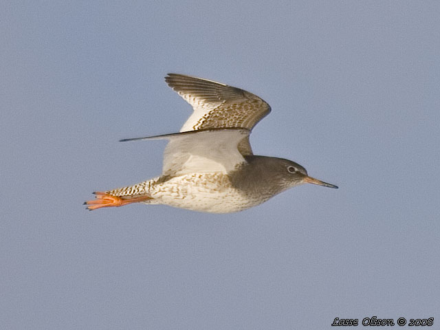 RDBENA / COMMON REDSHANK (Tringa totanus)