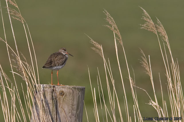 RDBENA / COMMON REDSHANK (Tringa totanus) - STOR BILD / FULL SIZE