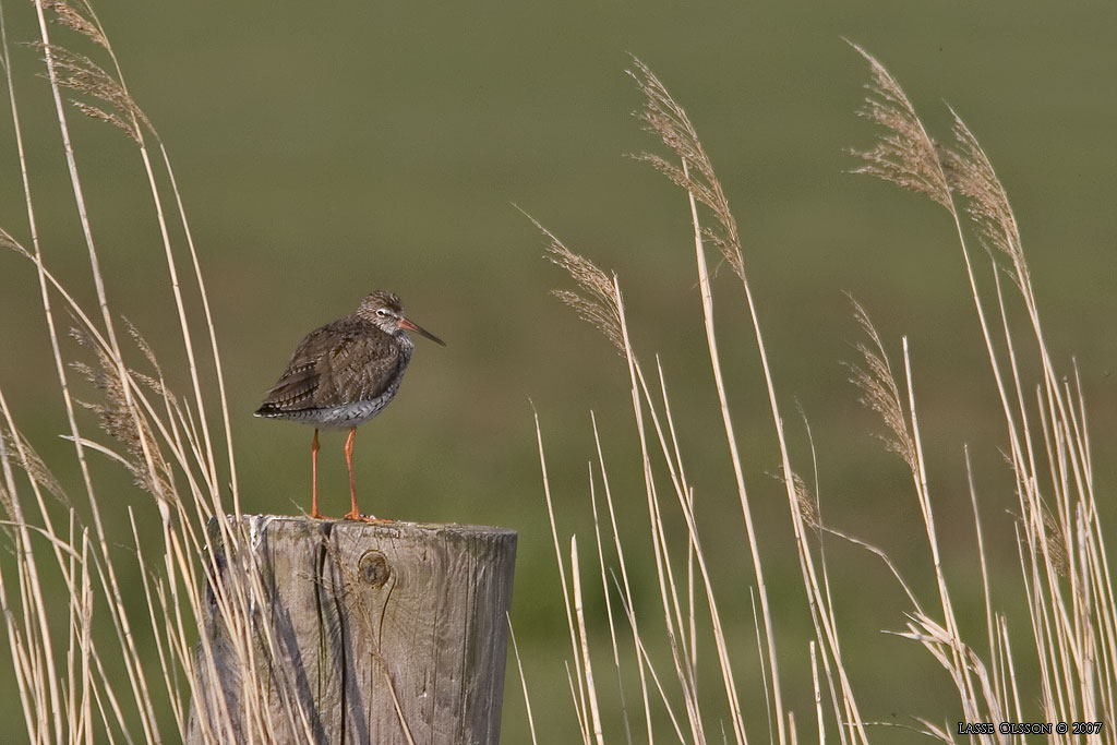 RDBENA / COMMON REDSHANK (Tringa totanus) - Stng / Close