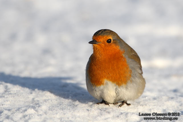 RÖDHAKE / EUROPEAN ROBIN (Erithacus rubecula) - stor bild / full size