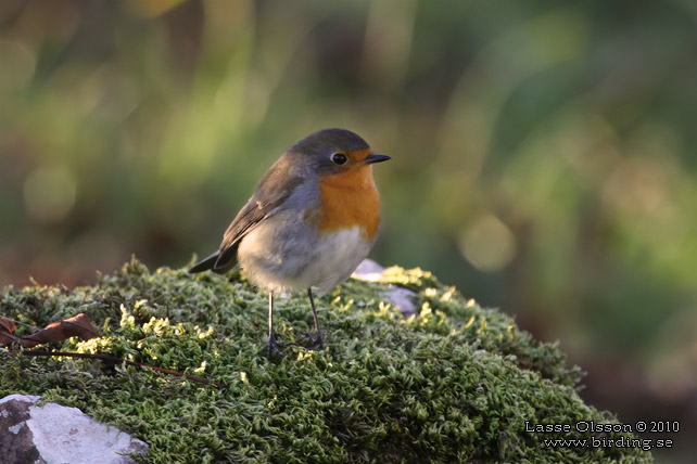 RDHAKE / EUROPEAN ROBIN (Erithacus rubecula) - stor bild / full size