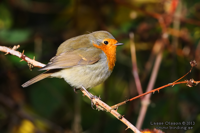 RÖDHAKE / EUROPEAN ROBIN (Erithacus rubecula) - stor bild / full size