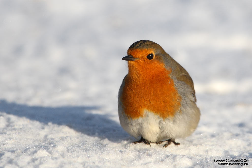 RDHAKE / EUROPEAN ROBIN (Erithacus rubecula) - Stng / Close