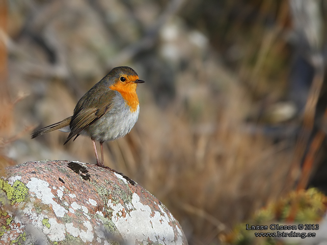 RÖDHAKE / EUROPEAN ROBIN (Erithacus rubecula) - stor bild / full size