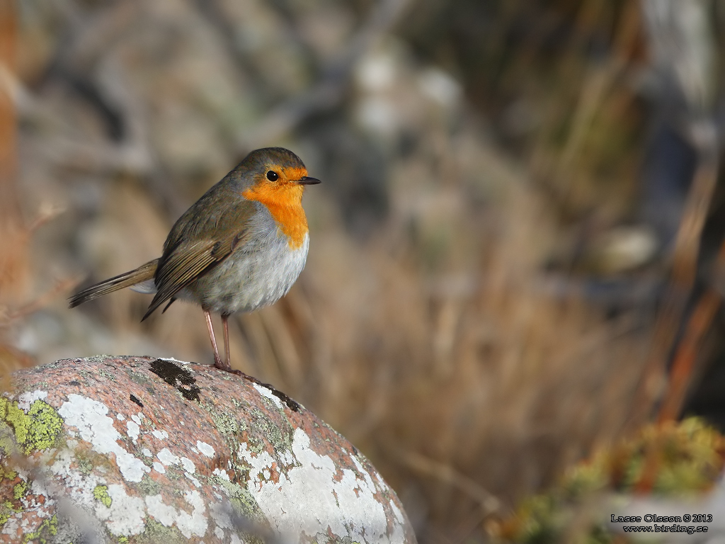 RDHAKE / EUROPEAN ROBIN (Erithacus rubecula) - Stng / Close