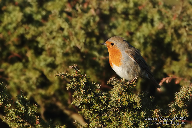 RÖDHAKE / EUROPEAN ROBIN (Erithacus rubecula) - stor bild / full size