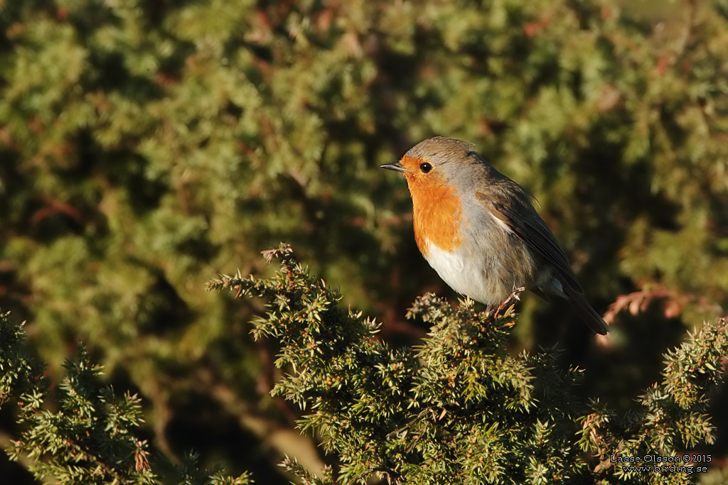 RDHAKE / EUROPEAN ROBIN (Erithacus rubecula) - Stng / Close