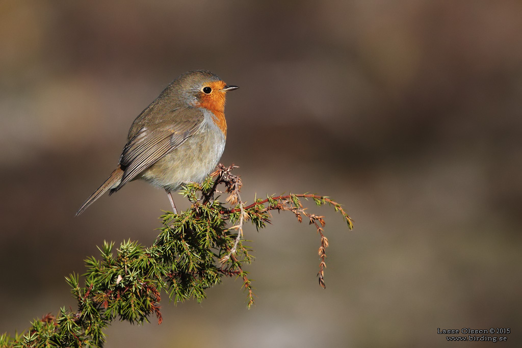 RDHAKE / EUROPEAN ROBIN (Erithacus rubecula) - Stng / Close