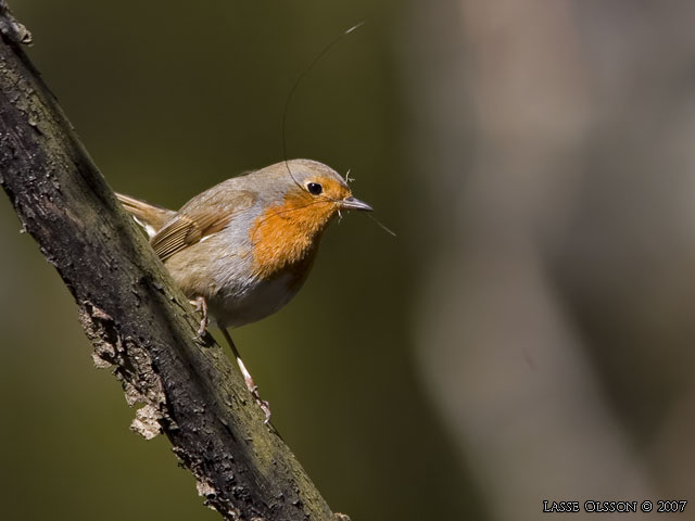 RDHAKE / EUROPEAN ROBIN (Erithacus rubecula) - stor bild / full size