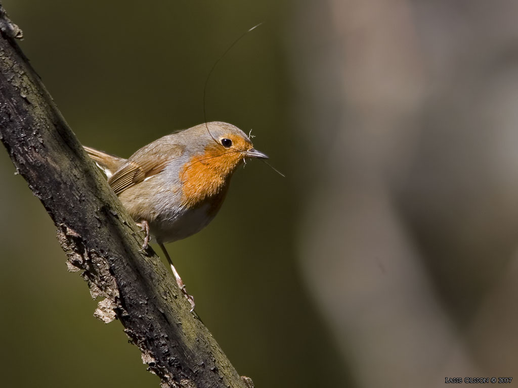 RDHAKE / EUROPEAN ROBIN (Erithacus rubecula) - Stng / Close