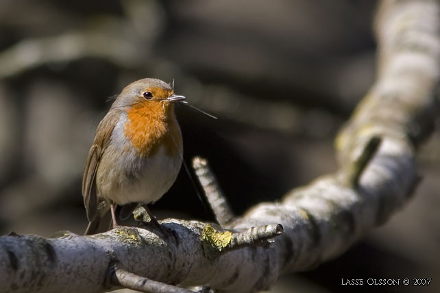 RDHAKE / EUROPEAN ROBIN (Erithacus rubecula) - stor bild / full size