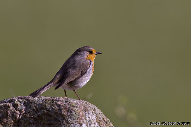 RDHAKE / EUROPEAN ROBIN (Erithacus rubecula) - stor bild / full size