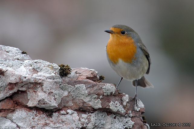 RDHAKE / EUROPEAN ROBIN (Erithacus rubecula)