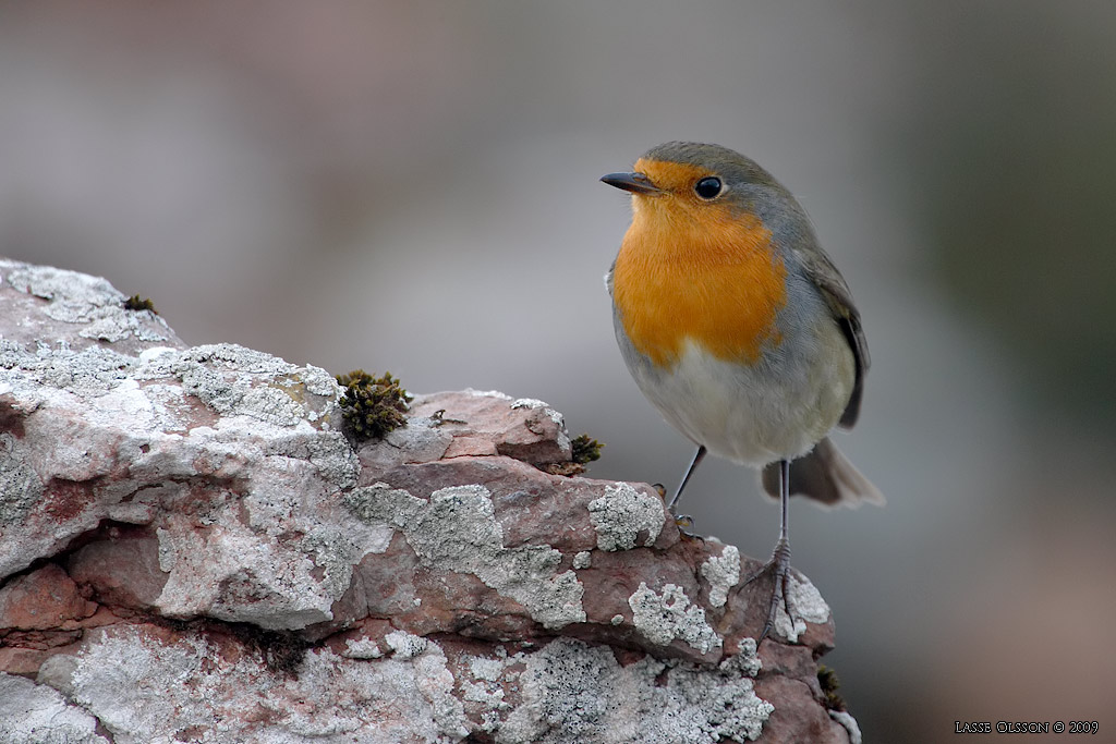 RDHAKE / EUROPEAN ROBIN (Erithacus rubecula) - Stng / Close