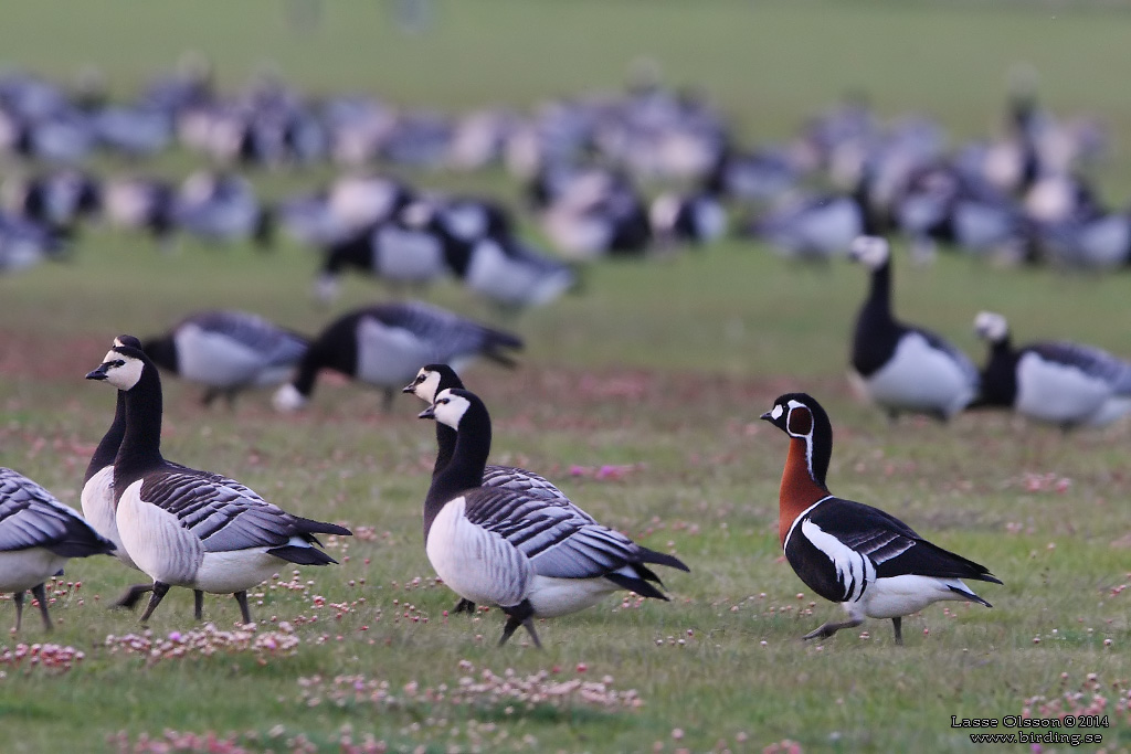 RDHALSAD GS / RED-NECKED GOOSE (Branta ruficollis) - Stng / Close