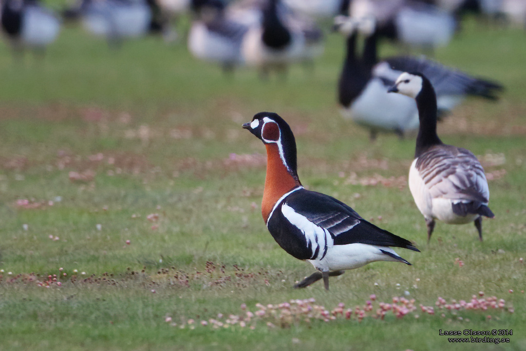 RDHALSAD GS / RED-NECKED GOOSE (Branta ruficollis) - Stng / Close