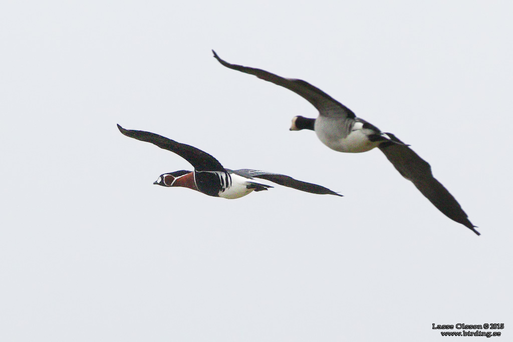 RDHALSAD GS / RED-NECKED GOOSE (Branta ruficollis) - Stng / Close