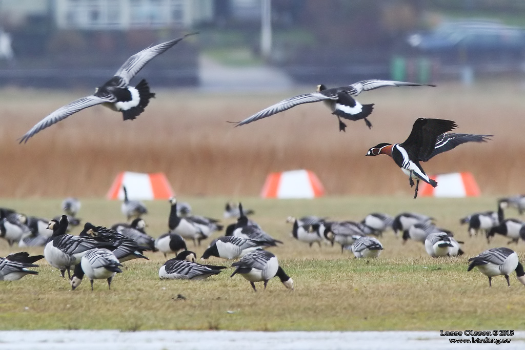 RDHALSAD GS / RED-NECKED GOOSE (Branta ruficollis) - Stng / Close