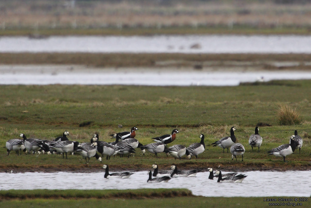 RDHALSAD GS / RED-NECKED GOOSE (Branta ruficollis) - Stng / Close