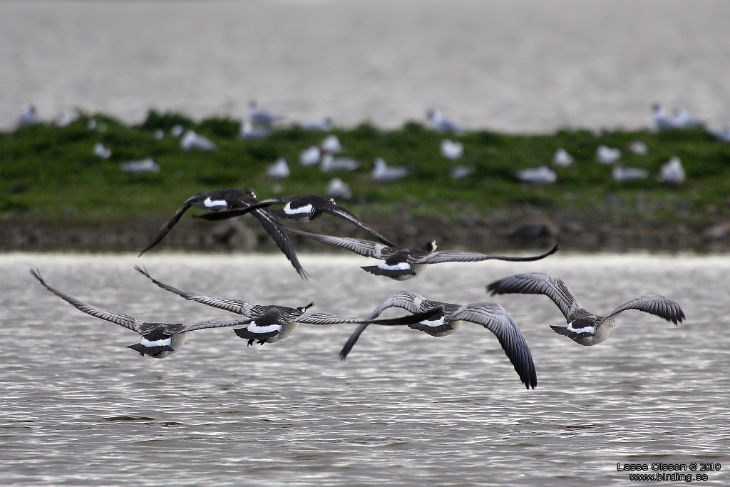 RDHALSAD GS / RED-NECKED GOOSE (Branta ruficollis) - Stng / Close