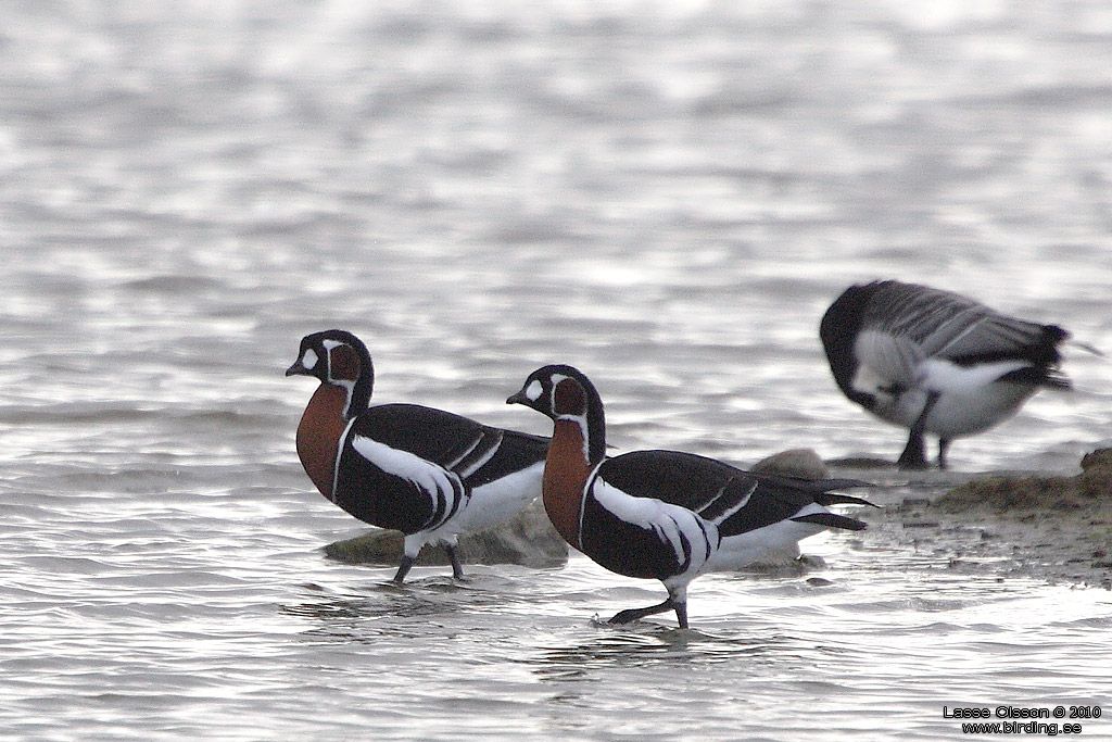 RDHALSAD GS / RED-NECKED GOOSE (Branta ruficollis) - Stng / Close