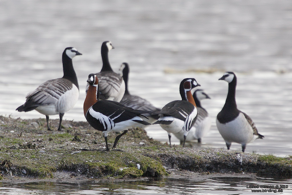 RDHALSAD GS / RED-NECKED GOOSE (Branta ruficollis) - Stng / Close