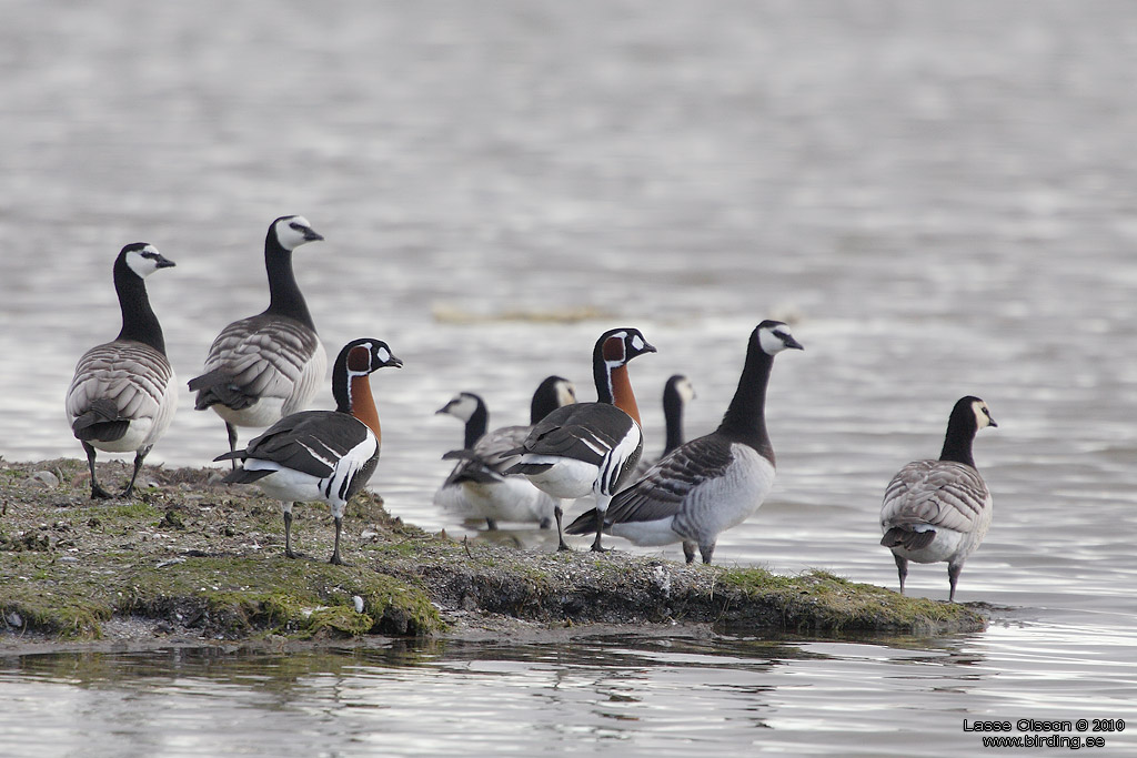 RDHALSAD GS / RED-NECKED GOOSE (Branta ruficollis) - Stng / Close