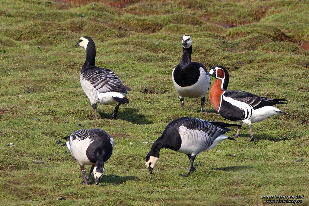 RDHALSAD GS / RED-NECKED GOOSE (Branta ruficollis) - Stng / Close