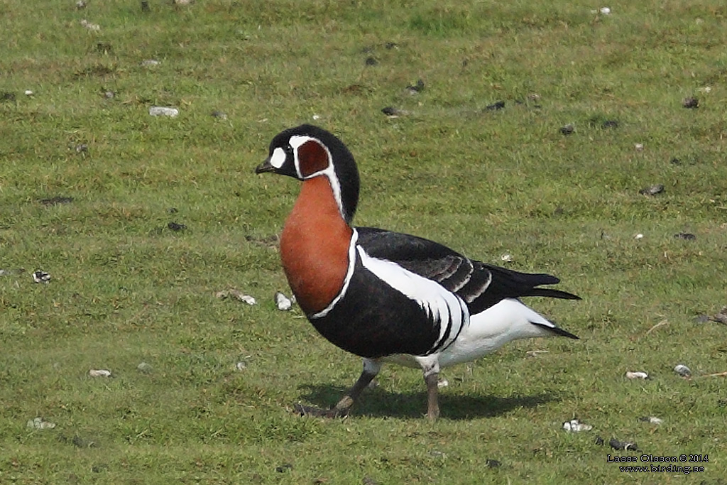 RDHALSAD GS / RED-NECKED GOOSE (Branta ruficollis) - Stng / Close