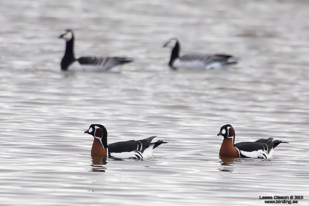 RDHALSAD GS / RED-NECKED GOOSE (Branta ruficollis) - Stng / Close