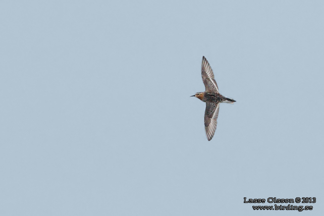 RÖDHALSAD SNÄPPA / RED-NECKED STINT (Calidris ruficollis)