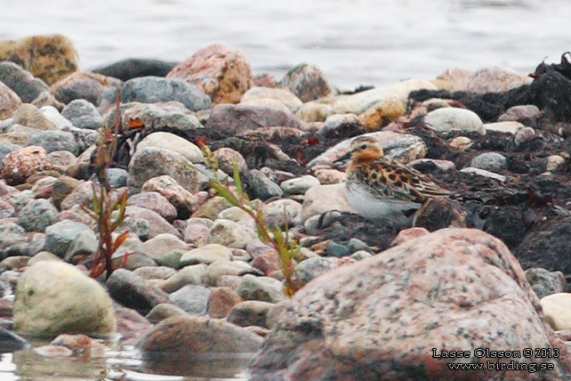 RÖDHALSAD SNÄPPA / RED-NECKED STINT (Calidris ruficollis)