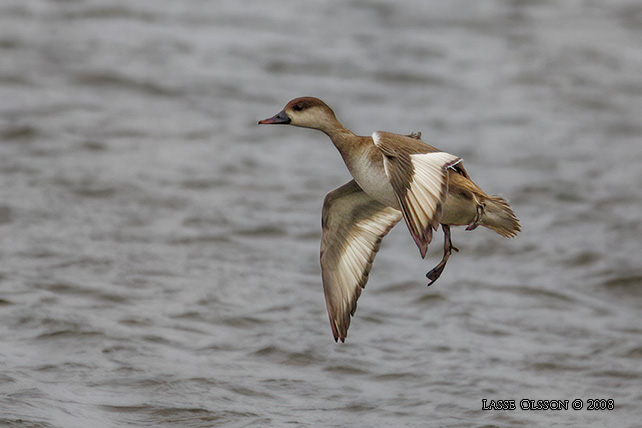 RDHUVAD DYKAND / RED-CRESTED POCHARD (Netta rufina) - stor bild / full size