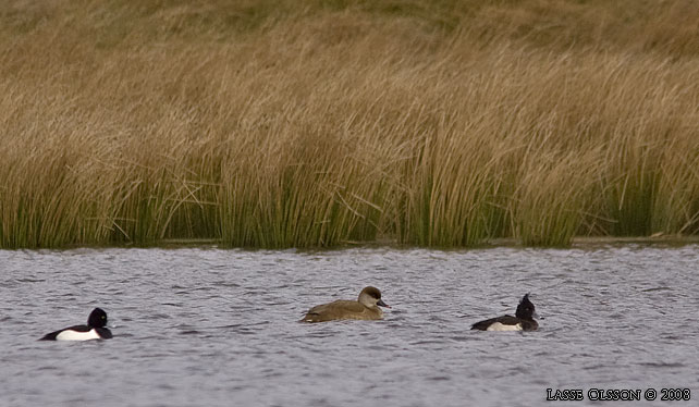 RDHUVAD DYKAND / RED-CRESTED POCHARD (Netta rufina) - stor bild / full size