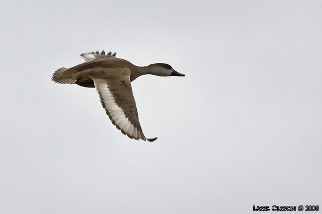 RDHUVAD DYKAND / RED-CRESTED POCHARD (Netta rufina) - stor bild / full size