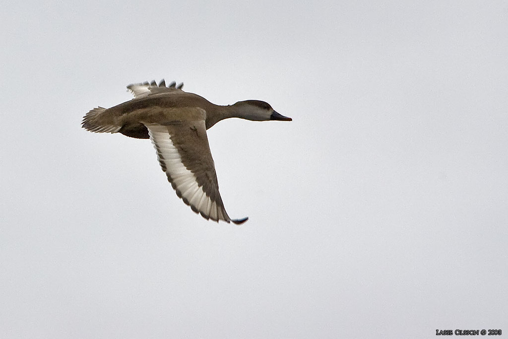 RDHUVAD DYKAND / RED-CRESTED POCHARD (Netta rufina) - Stng / Close