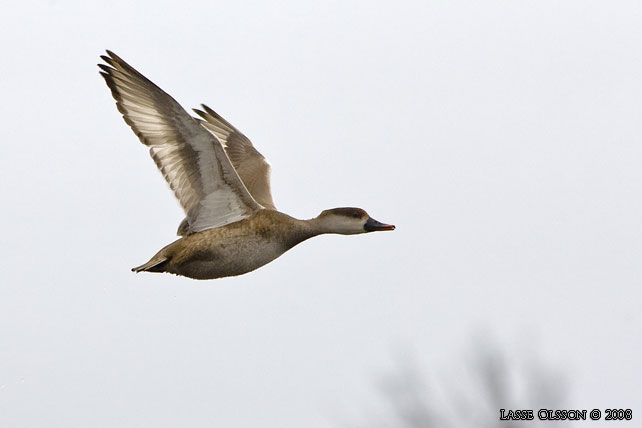 RDHUVAD DYKAND / RED-CRESTED POCHARD (Netta rufina) - stor bild / full size