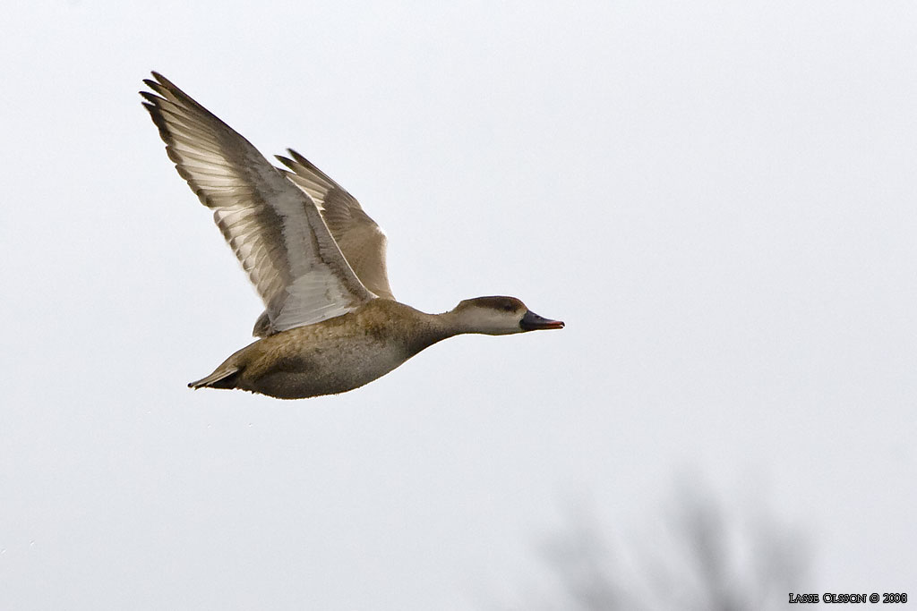 RDHUVAD DYKAND / RED-CRESTED POCHARD (Netta rufina) - Stng / Close