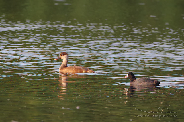 RÖDHUVAD DYKAND / RED-CRESTED POCHARD (Netta rufina) - stor bild / full size