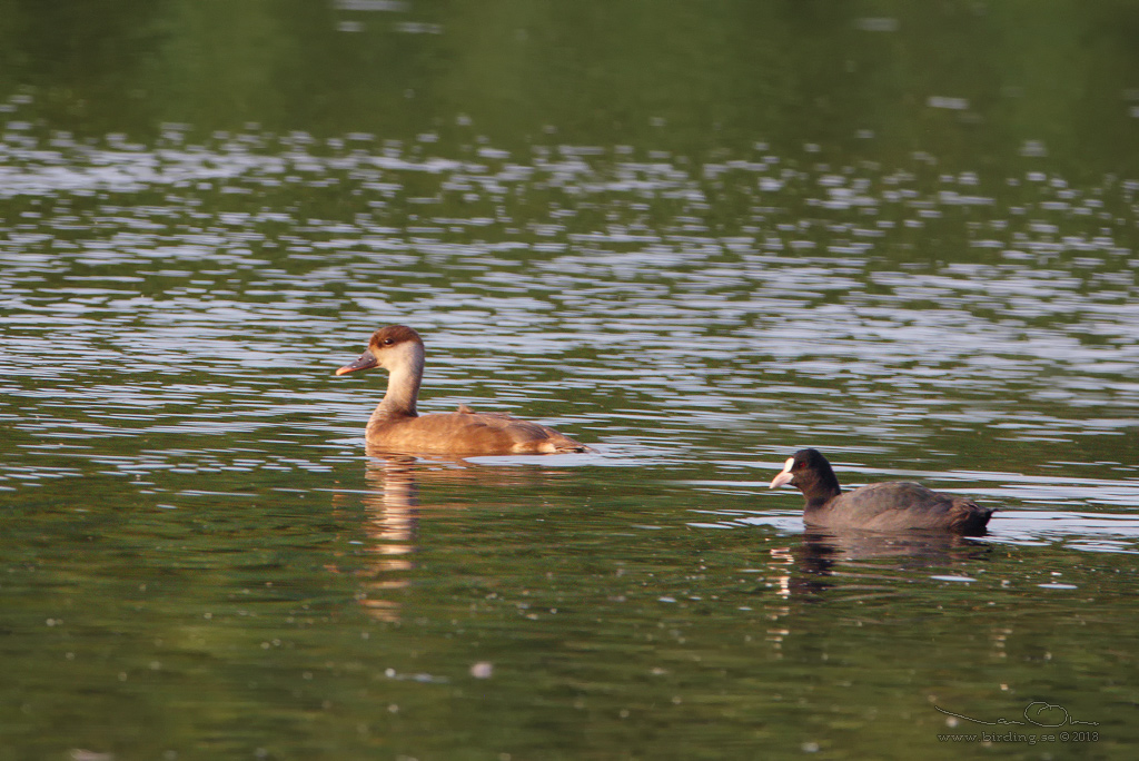 RDHUVAD DYKAND / RED-CRESTED POCHARD (Netta rufina) - Stng / Close